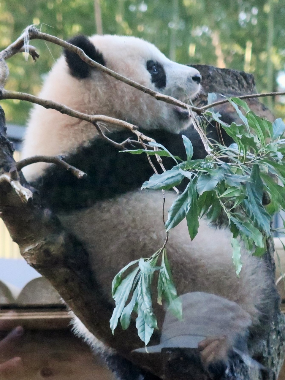 上野zoo3 4 子パンダ シャンシャン 香香 木登り練習中 観覧整理券は先着順 チャンスは30秒 上野 御徒町 東京 の旅行記 ブログ By マキタン2さん フォートラベル 上野zoo3 4 子パンダ シャンシャン 香香 木登り練習中 観覧整理券は先着順 チャンスは30秒 上野 御徒町 東京 の旅行記 ブログ By マキタン2さん フォートラベル