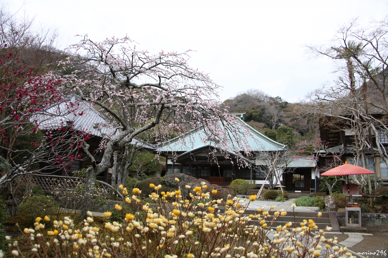 鎌倉花散歩 後半 海蔵寺 寿福寺 大巧寺 本覚寺 妙本寺 鎌倉 神奈川県 の旅行記 ブログ By Morino296さん フォートラベル