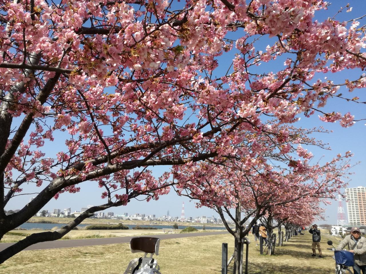 １８ 千葉 江戸川沿いの河津桜 市川 千葉県 の旅行記 ブログ By たーさん フォートラベル