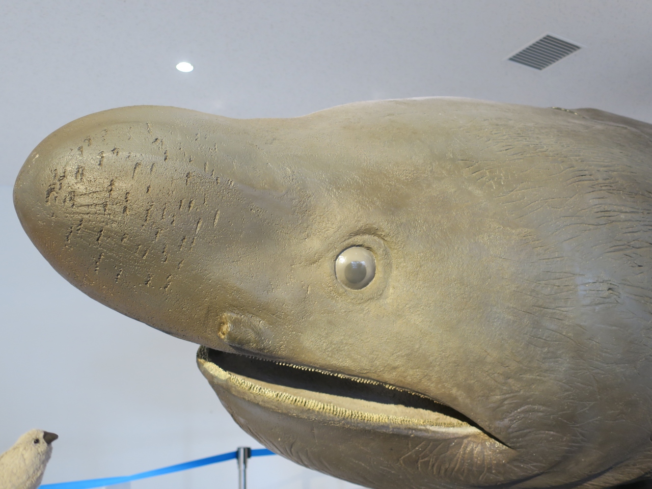 ハイサイ沖縄 ヤンバルクイナとクジラとジンベイザメに出会う旅 Withゴエモン Part3 美ら海 本部 今帰仁 沖縄県 の旅行記 ブログ By Goemonpさん フォートラベル ハイサイ沖縄 ヤンバルクイナとクジラとジンベイザメに出会う旅 Withゴエモン Part3 美ら海 本部 今帰仁 沖縄県 の旅行記 ブログ By Goemonpさん フォートラベル