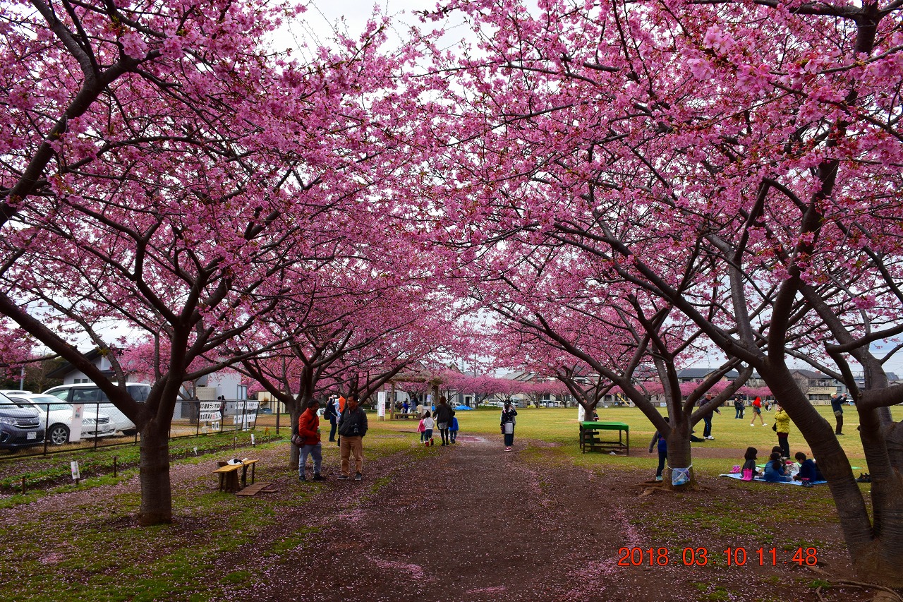 18 地元にも河津桜が咲いてた 西志津河津桜まつり 佐倉 四街道 千葉県 の旅行記 ブログ By Jh2fxvさん フォートラベル