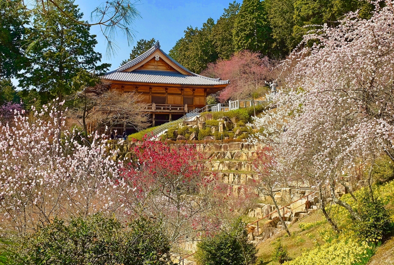 石山寺 で梅 水仙の春景色を満喫 石山寺周辺 滋賀県 の旅行記 ブログ By Akikoさん フォートラベル