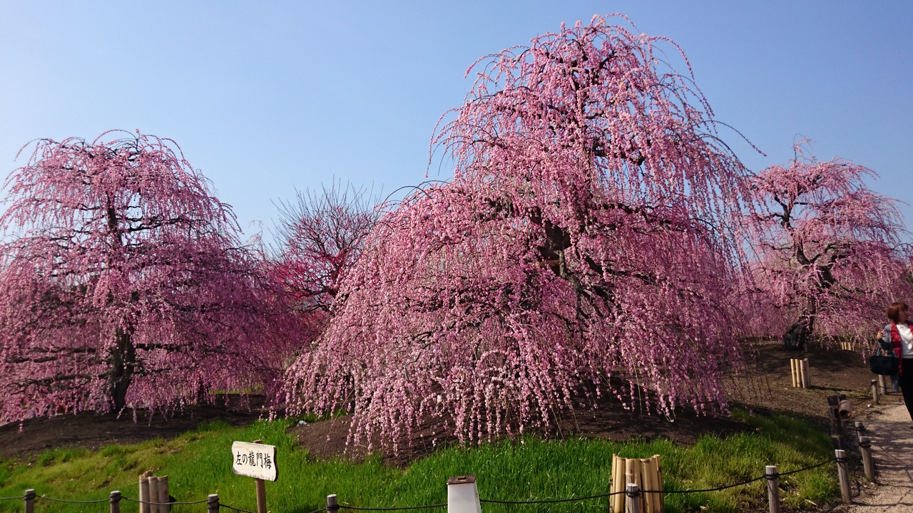 いなべ梅まつりと鈴鹿の森庭園日帰りドライブ 鈴鹿 三重県 の旅行記 ブログ By Hanaさん フォートラベル
