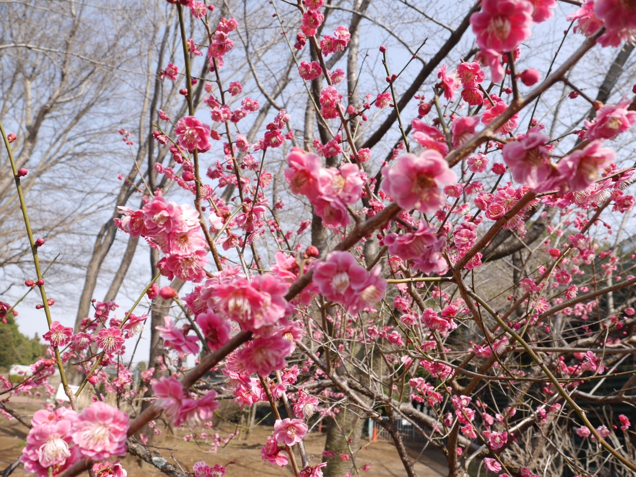 筑波実験植物園の梅 スリランカカリーの店 アンマー カリヤ 18 03 13 つくば 茨城県 の旅行記 ブログ By 杏仁豆腐さん フォートラベル