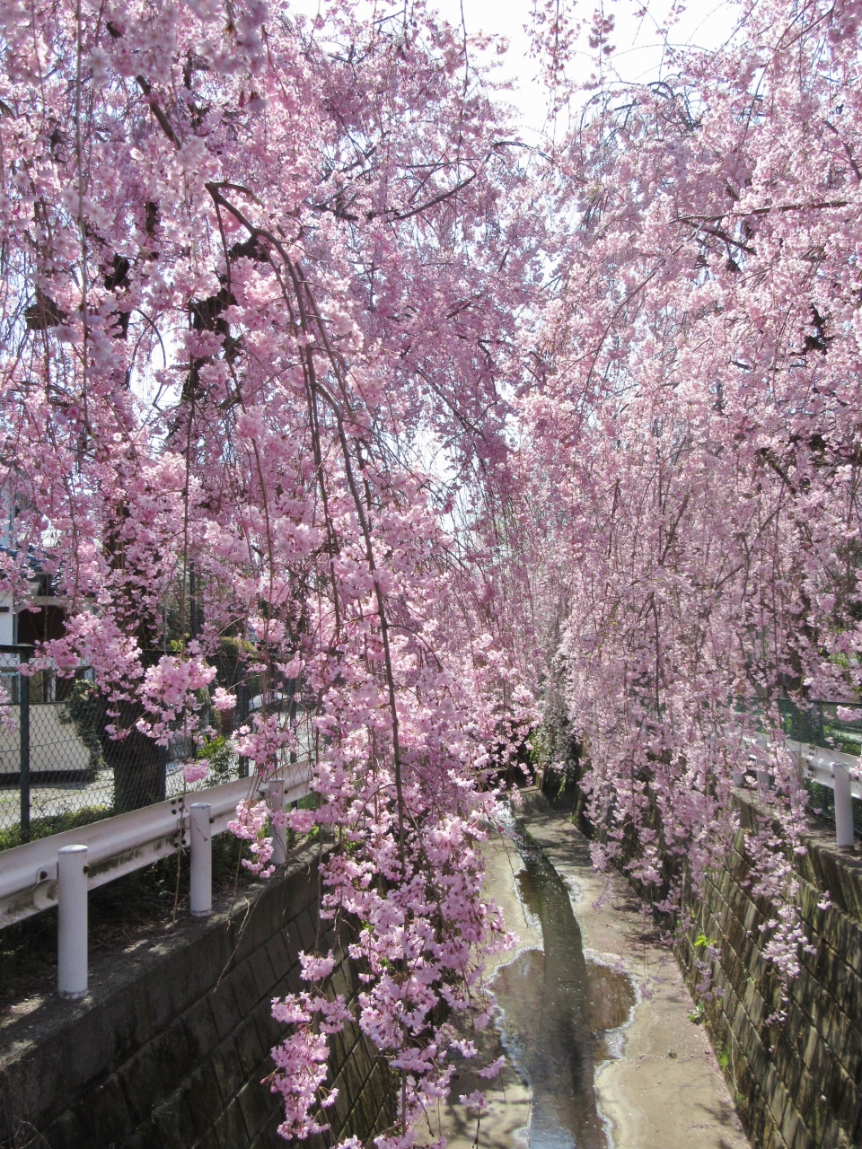 18小手指のしだれ桜 ポトマック桜 開花情報 最終回 Sakura News Of My Town Kotesashi Tokorozawa 所沢 埼玉県 の旅行記 ブログ By Yamada423さん フォートラベル