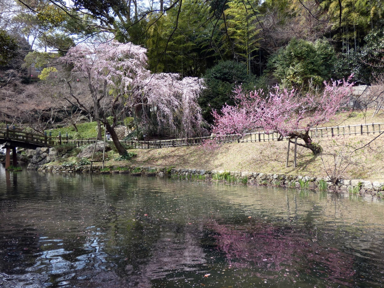 浜名湖ガーデンパークと浜松城公園の開花状況 ３月１７ １８日 浜名湖 静岡県 の旅行記 ブログ By ミシマさん フォートラベル