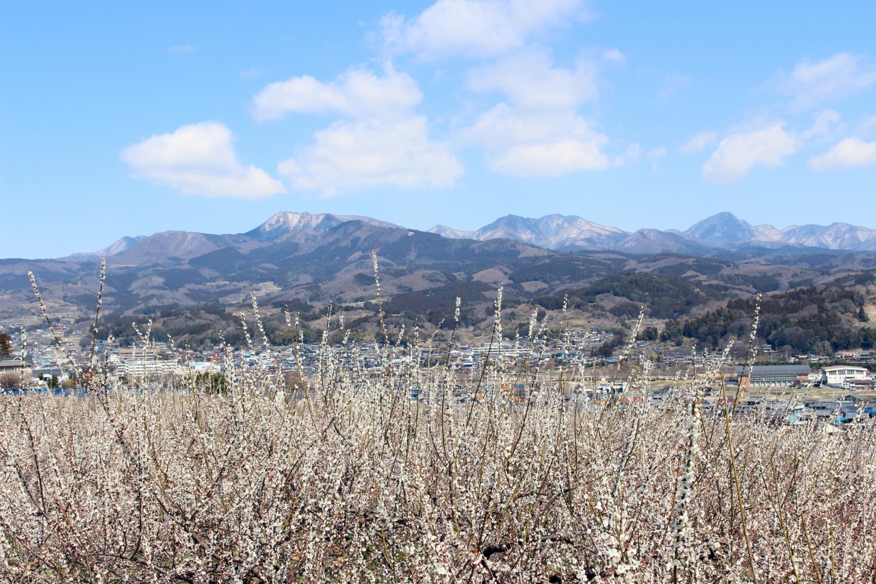 群馬 榛名梅林の再訪と 雪解け間近の嬬恋村 つまごいパノラマラインへ 嬬恋 北軽井沢 群馬県 の旅行記 ブログ By 天空の城さん フォートラベル