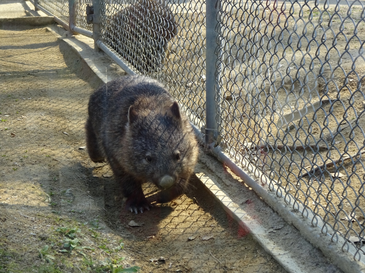 18年3月 ウォンバットに逢える街 大阪池田へ 池田 大阪 の旅行記 ブログ By たんきちさん フォートラベル
