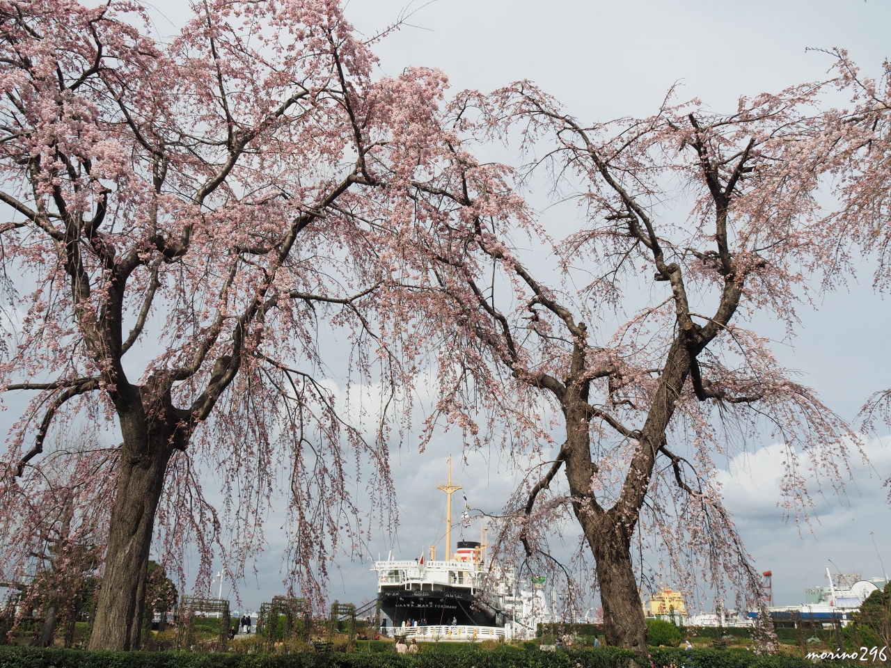 横浜散歩 桜は咲いたかな 横浜 神奈川県 の旅行記 ブログ By Morino296さん フォートラベル