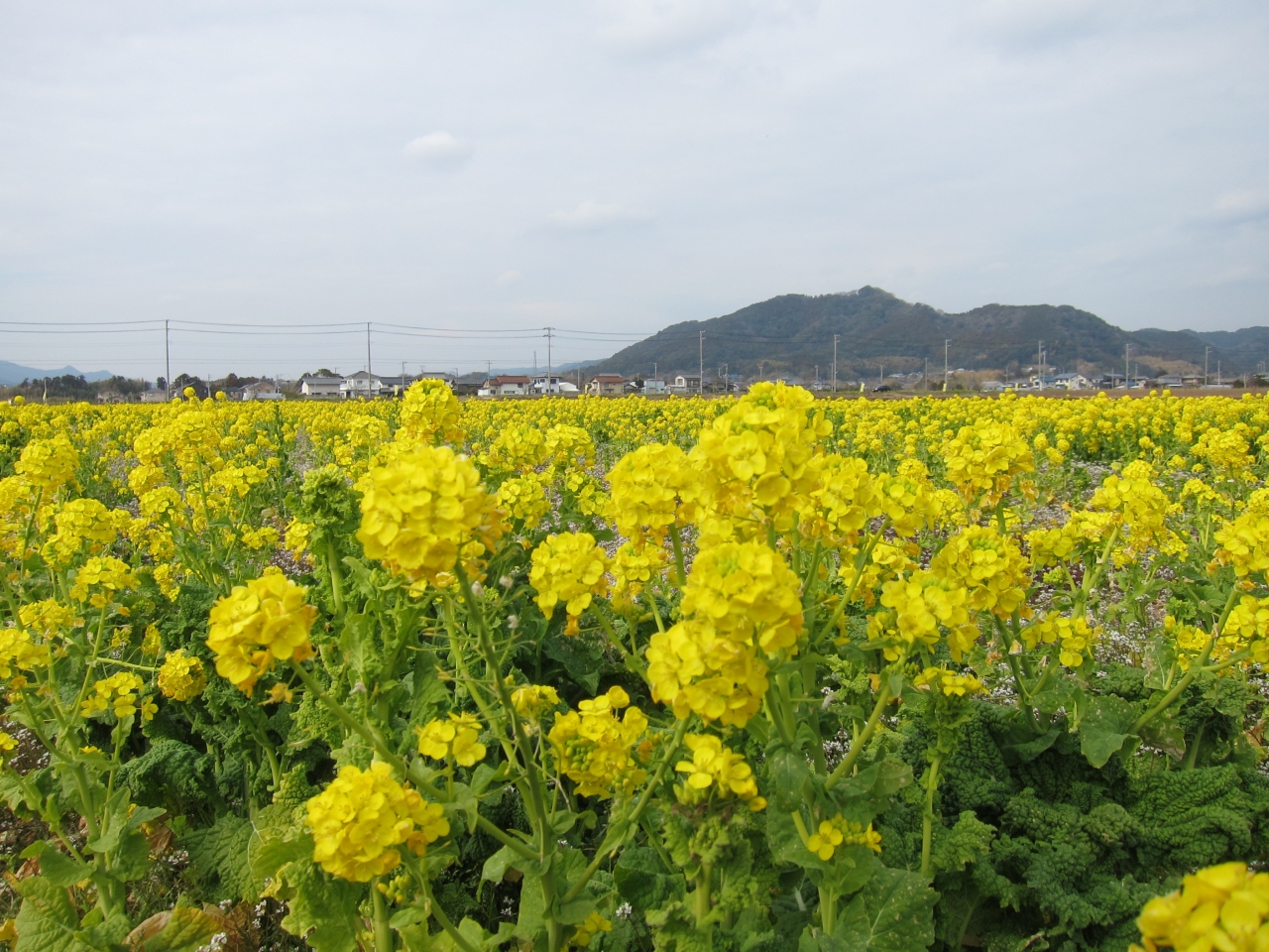 南房総菜の花ロードドライブ 千葉県の旅行記 ブログ By もとさん フォートラベル