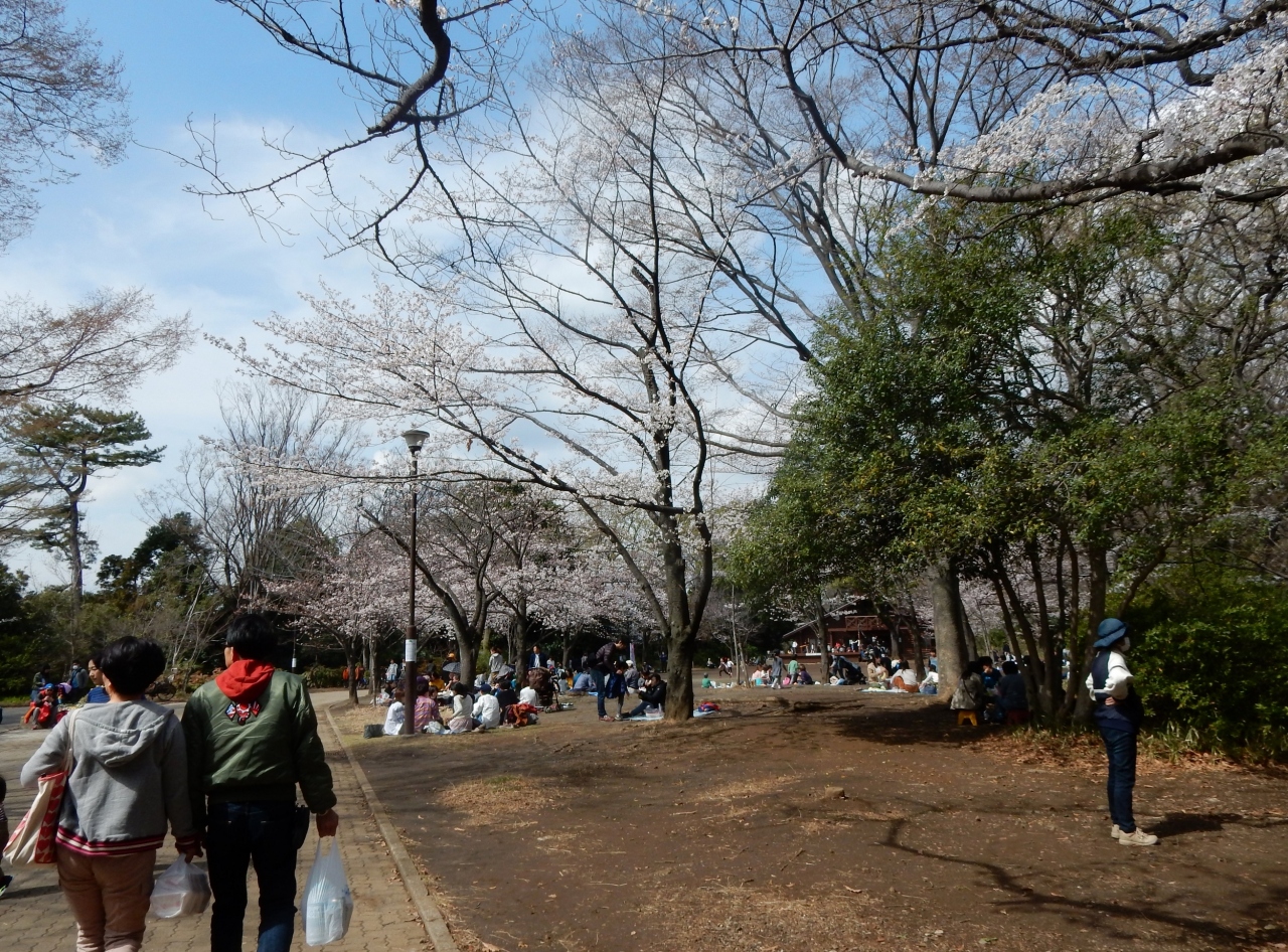 お花見は3月31日綱島公園桜祭り 買い物はアピタテラス横浜綱島3月30日開店 港北 長津田 青葉 神奈川県 の旅行記 ブログ By Kirstinorgeさん フォートラベル