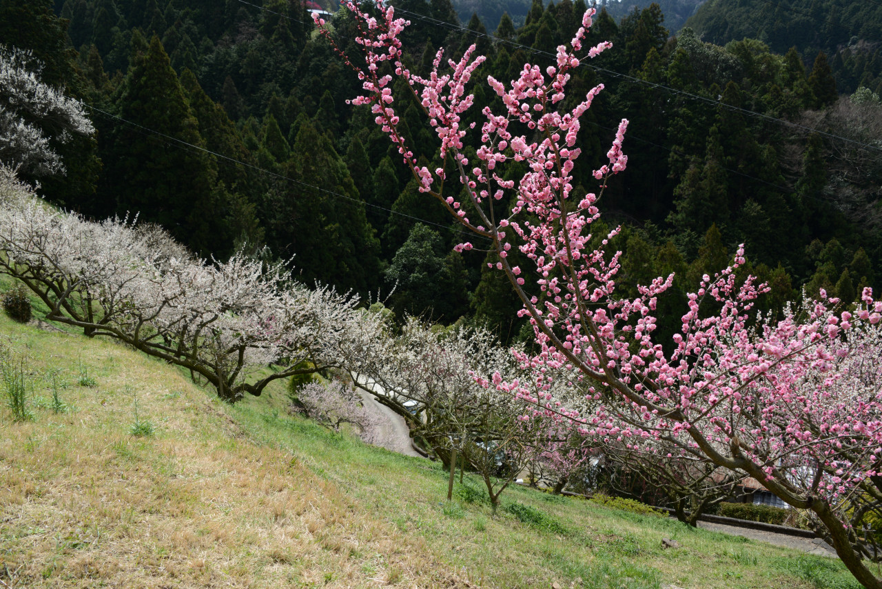 広橋梅林 賀名生梅林を楽しむ 奈良県の旅行記 ブログ By Punchmsさん フォートラベル