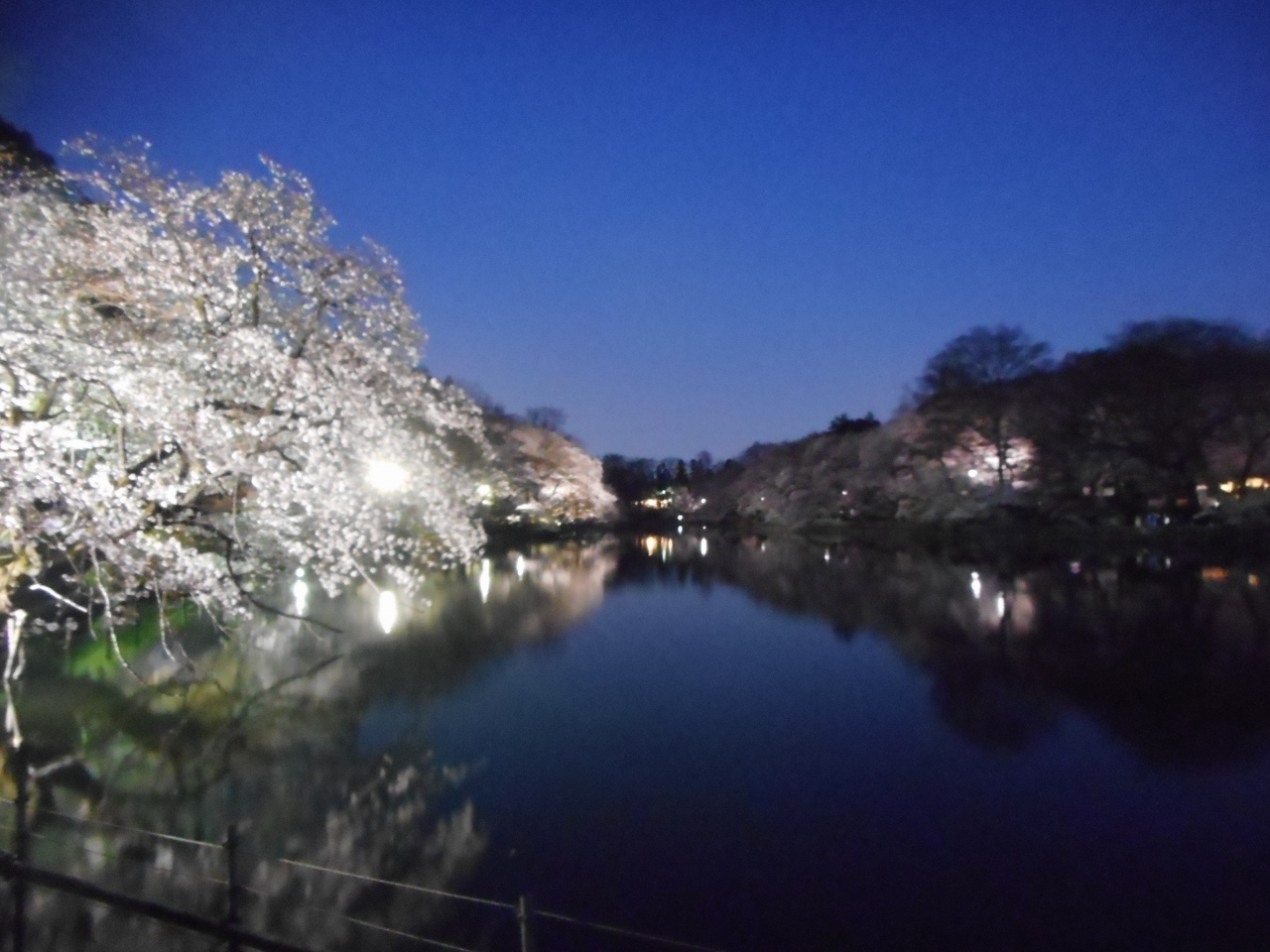 ２０１８年 桜観賞 吉祥寺 三鷹 東京 の旅行記 ブログ By ぱいぐさん フォートラベル