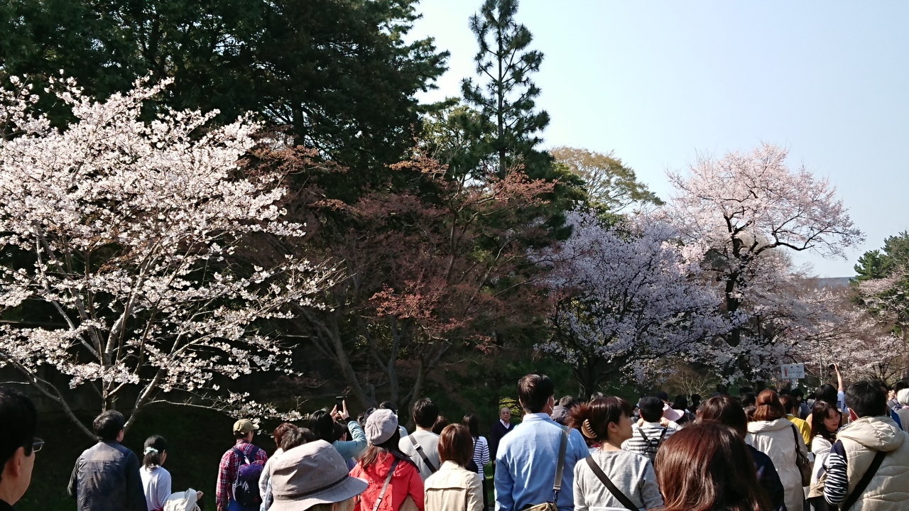 皇居乾通りの桜 千鳥ヶ淵の桜 2018年 丸の内 大手町 八重洲 東京 の旅行記 ブログ By 夏への扉さん フォートラベル 皇居乾通りの桜 千鳥ヶ淵の桜 2018年 丸の内 大手町 八重洲 東京 の旅行記 ブログ By 夏への扉さん フォートラベル