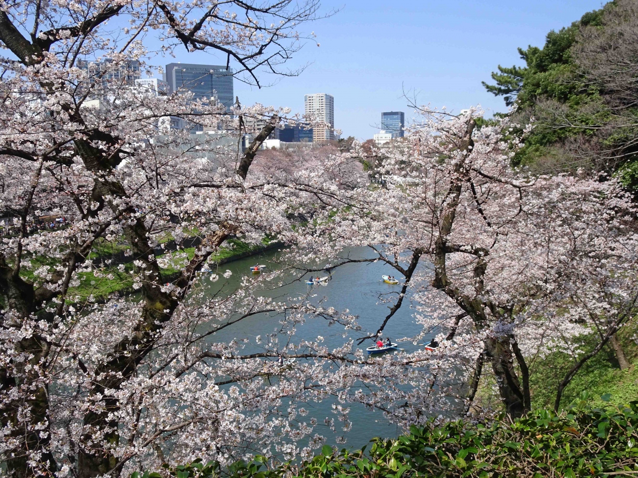 北の丸公園 桜 寸景 丸の内 大手町 八重洲 東京 の旅行記 ブログ By Kちゃんさん フォートラベル 北の丸公園 桜 寸景 丸の内 大手町 八重洲 東京 の旅行記 ブログ By Kちゃんさん フォートラベル