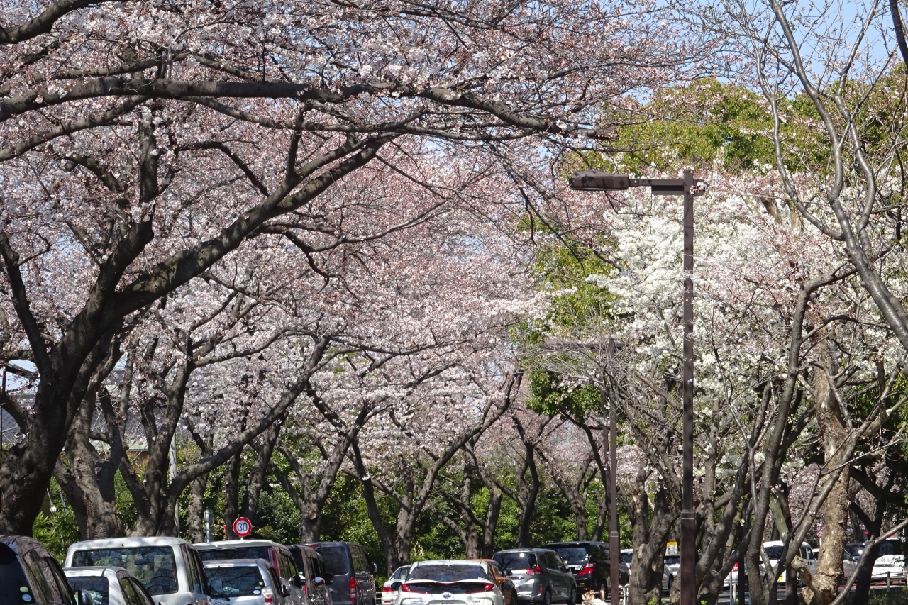 水元公園 桜はまだ２ ３分咲き みさと公園その他 東京の旅行記 ブログ By Takeおじさん フォートラベル