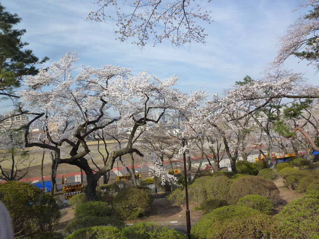 富士森公園の桜 18 03 26 高尾 八王子 東京 の旅行記 ブログ By 台湾見聞録さん フォートラベル 富士森公園の桜 18 03 26 高尾 八王子 東京 の旅行記 ブログ By 台湾見聞録さん フォートラベル
