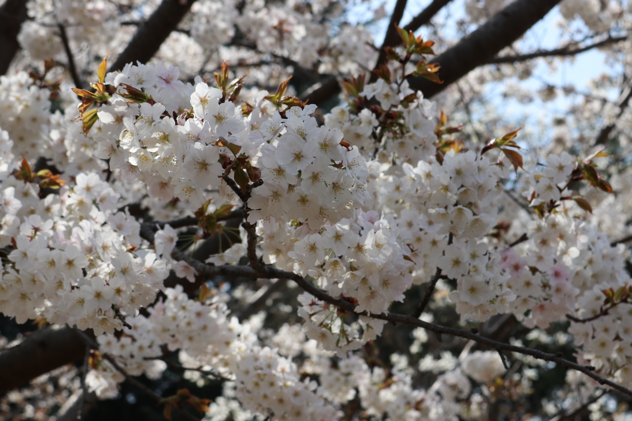 あざみ野 たまプラーザへ桜を求めて日帰り散策 港北 長津田 青葉 神奈川県 の旅行記 ブログ By 香さん フォートラベル