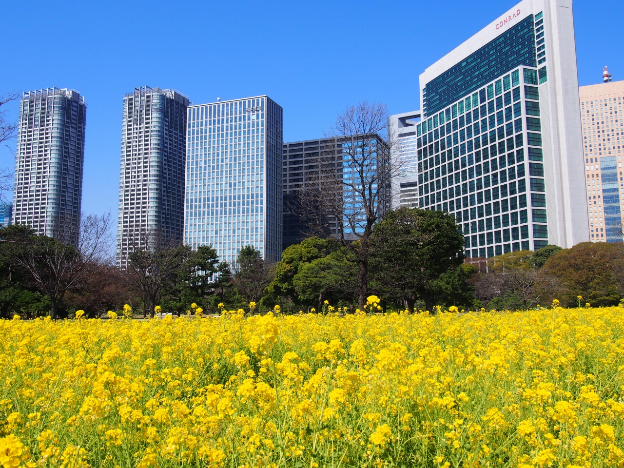 菜の花満開の浜離宮 お花見しながら水上バスで浅草へ 幸せのフルーツパフェ 汐留 東京 の旅行記 ブログ By ぐりぐらさん フォートラベル