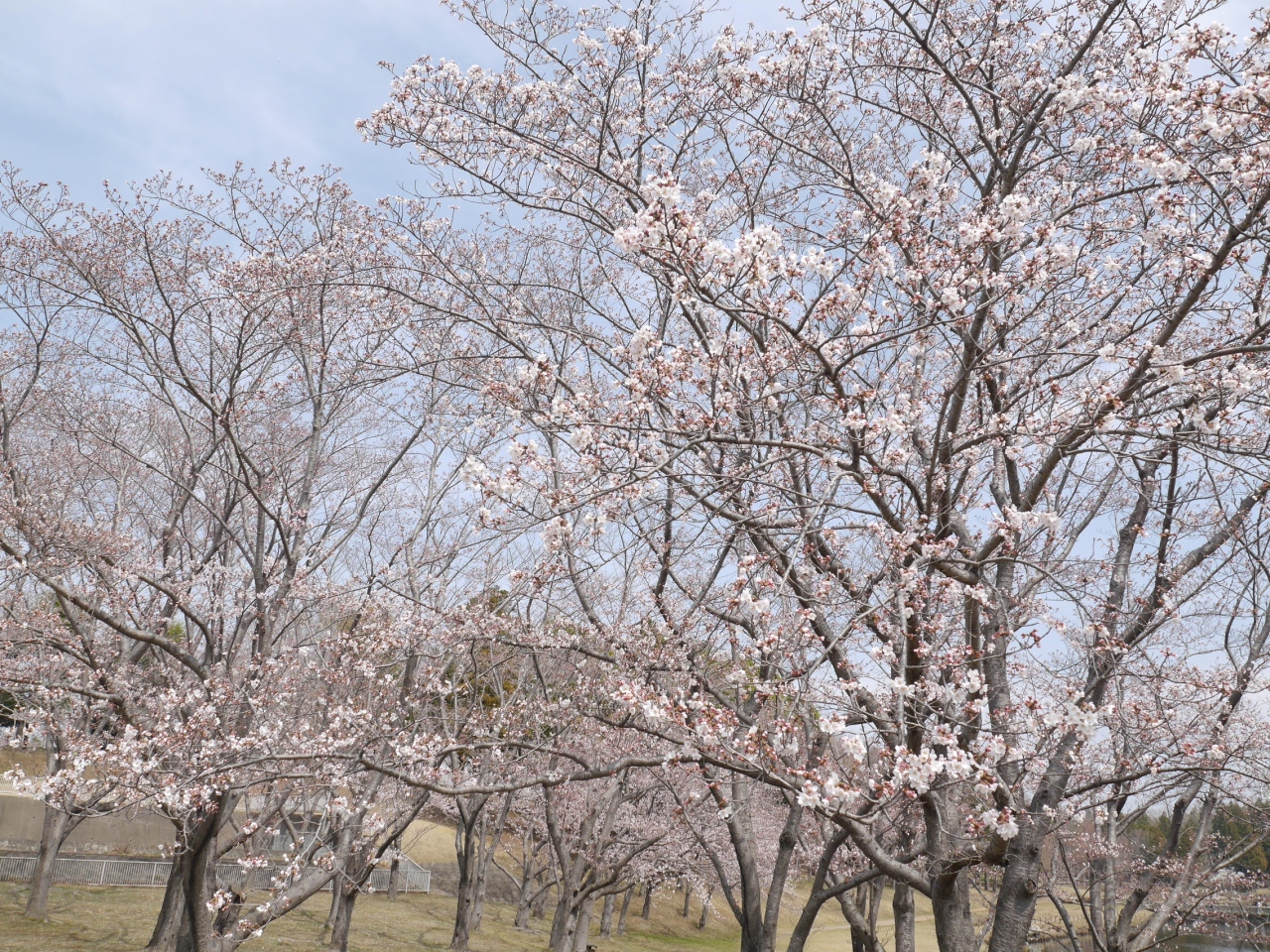 つくば 科学万博記念公園の桜 筑波やぶそば 18 03 27 つくば 茨城県 の旅行記 ブログ By 杏仁豆腐さん フォートラベル