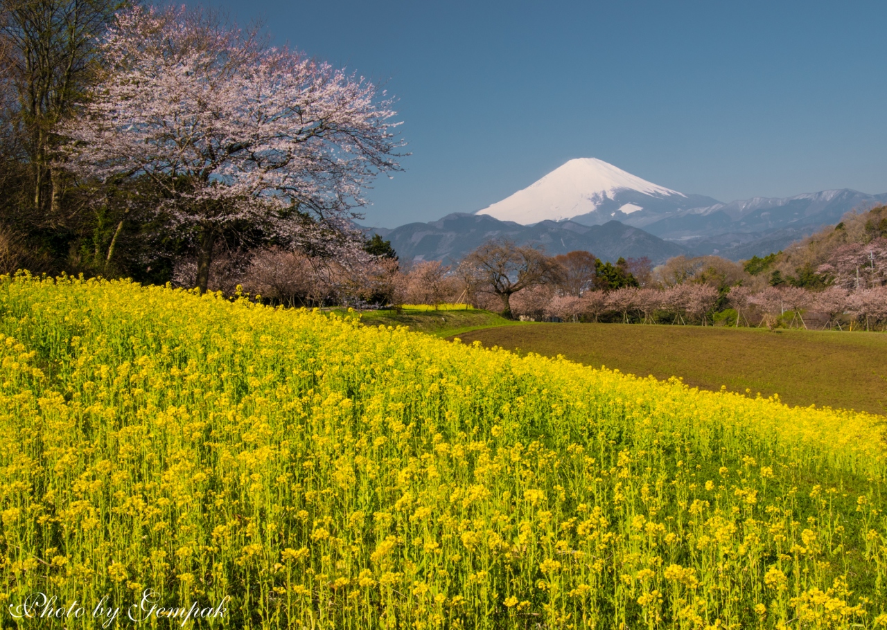 菜の花 桜 富士山の風景を求めて 足柄上郡大井町の菜の花畑と山北さくら祭り 秦野 松田 足柄 神奈川県 の旅行記 ブログ By 玄白さん フォートラベル