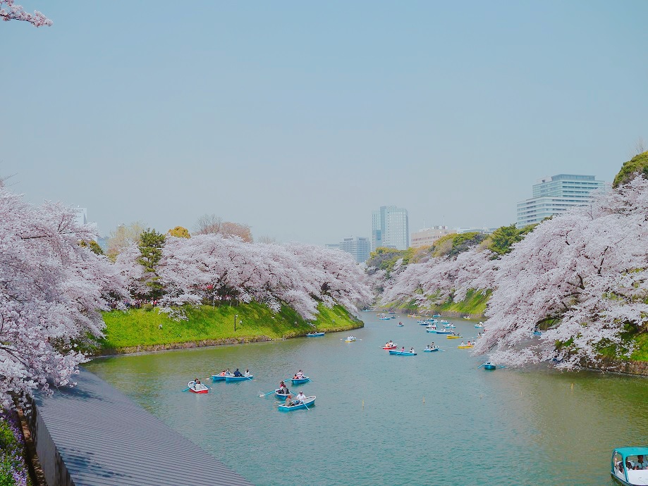 桜18 満開の桜を見に行く 皇居乾通り一般公開 千鳥ヶ淵 丸の内 大手町 八重洲 東京 の旅行記 ブログ By Moeさん フォートラベル