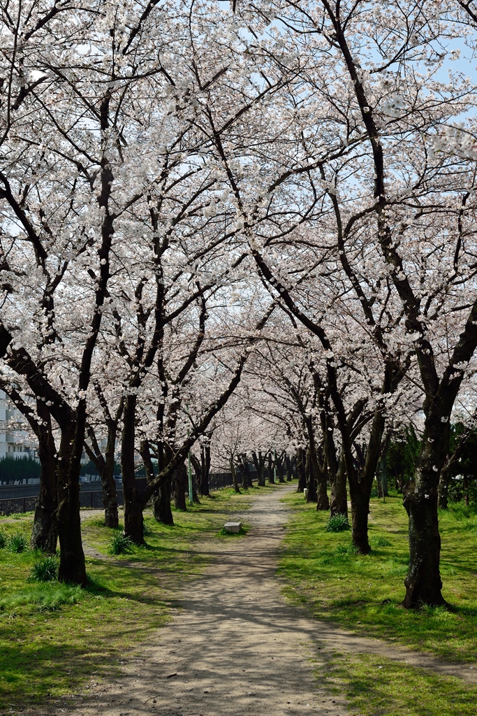 平和市民公園 大分市 大分県 の旅行記 ブログ By 気まぐれなデジカメ館さん フォートラベル 平和市民公園 大分市 大分県 の旅行記 ブログ By 気まぐれなデジカメ館さん フォートラベル