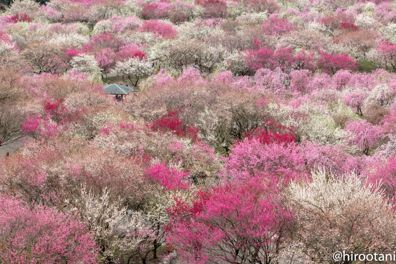 いなべ梅まつり 18 いなべ 菰野 三重県 の旅行記 ブログ By Hirootaniさん フォートラベル