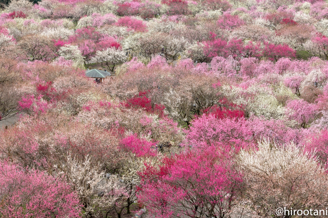 いなべ 梅林 公園