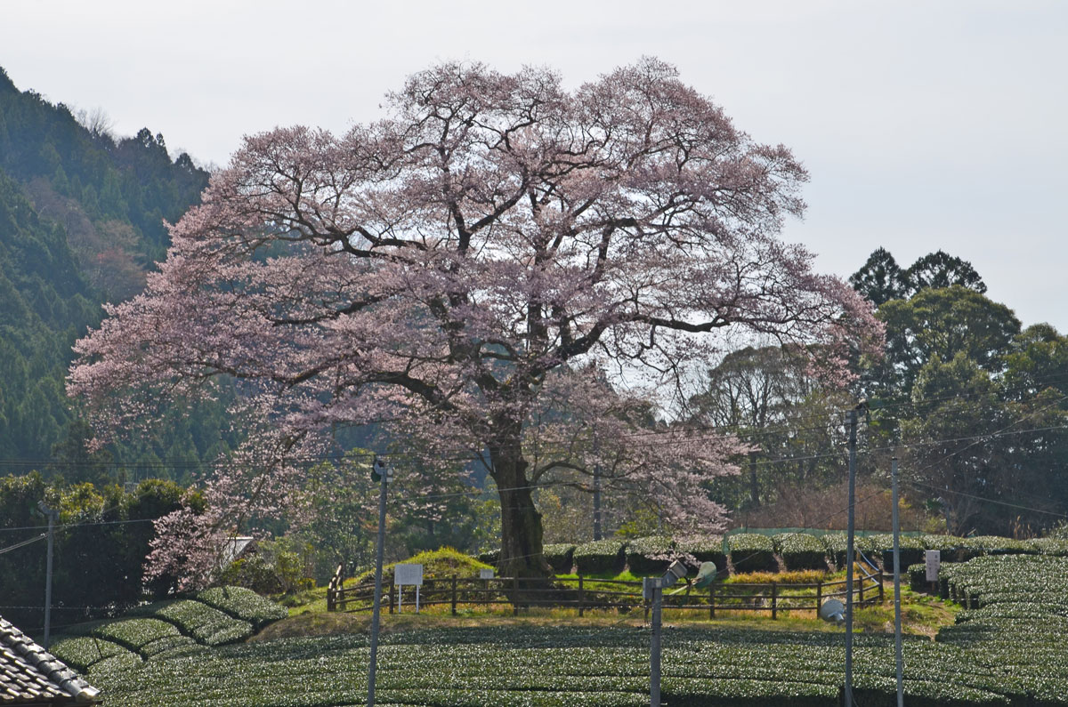 桜とsl 18 03 26 2 牛代のみずめ桜 島田 金谷 静岡県 の旅行記 ブログ By てんとう虫さん フォートラベル