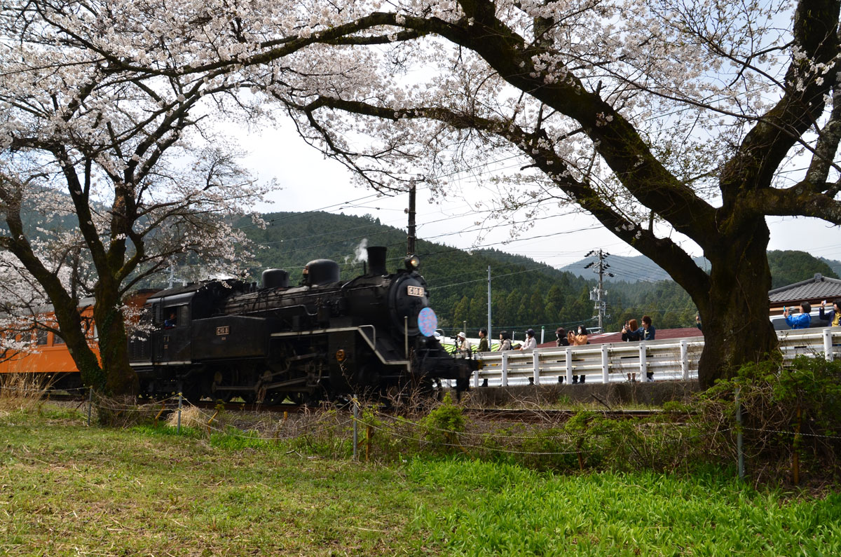 桜とsl 18 03 26 3 家山 桜トンネル付近を散策 前編 島田 金谷 静岡県 の旅行記 ブログ By てんとう虫さん フォートラベル