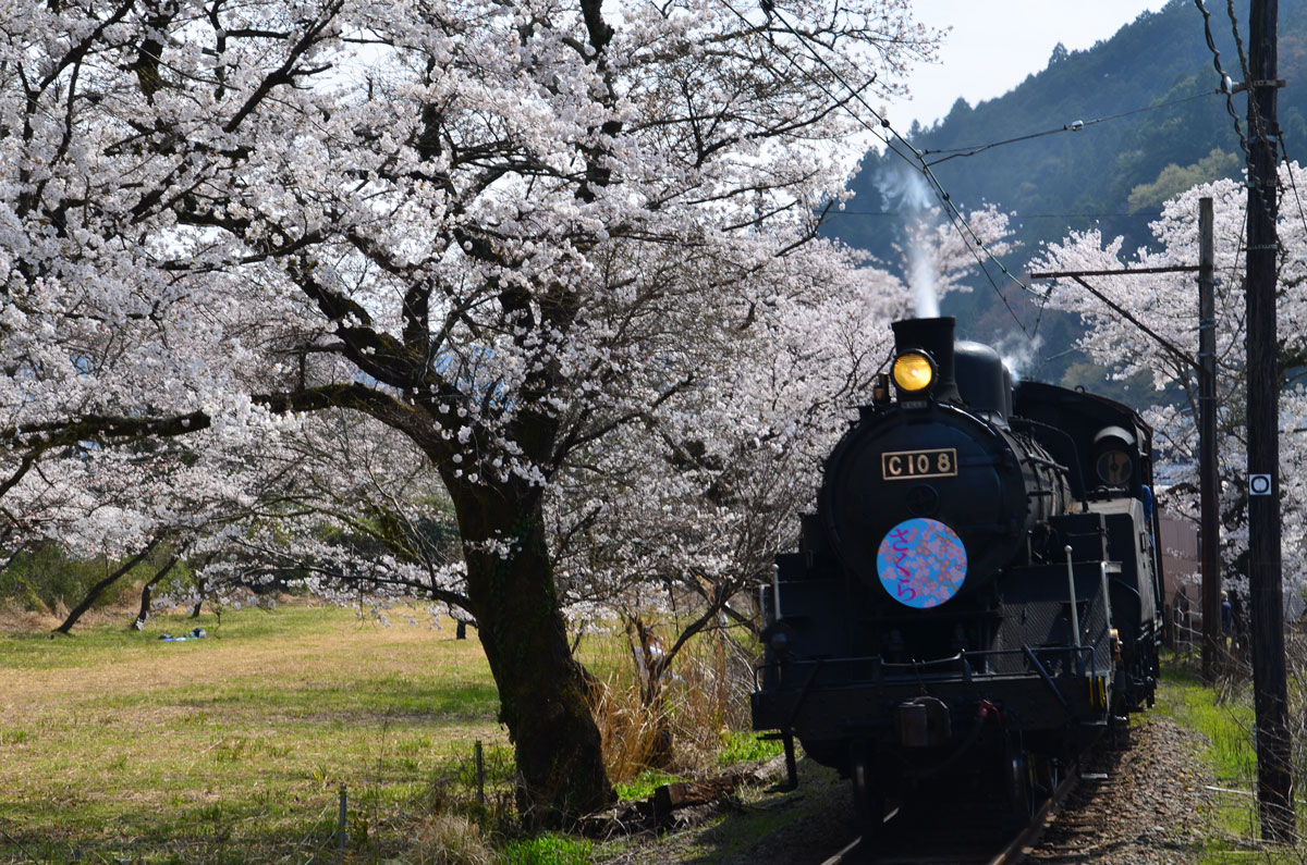 桜とsl 18 03 26 3 家山 桜トンネル付近を散策 後編 島田 金谷 静岡県 の旅行記 ブログ By てんとう虫さん フォートラベル 桜とsl 18 03 26 3 家山 桜トンネル付近を散策 後編 島田 金谷 静岡県 の旅行記 ブログ By てんとう虫さん フォートラベル