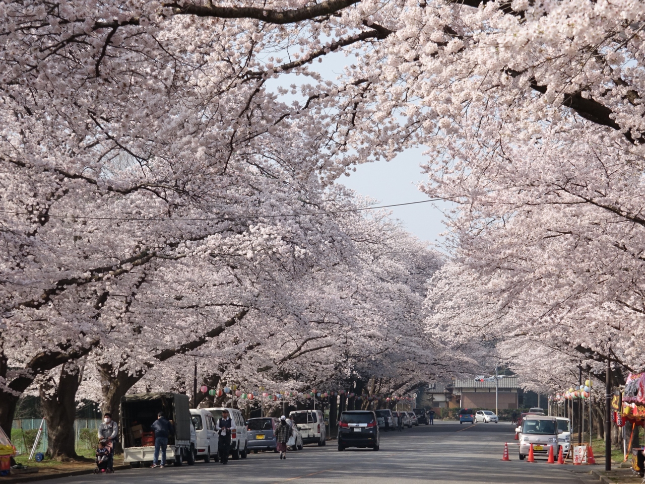 2018年 お花見 その 4 千葉 北総のさくらドライブ 鎌ヶ谷 印西 八千代 千葉県 の旅行記 ブログ By Mollyさん フォートラベル