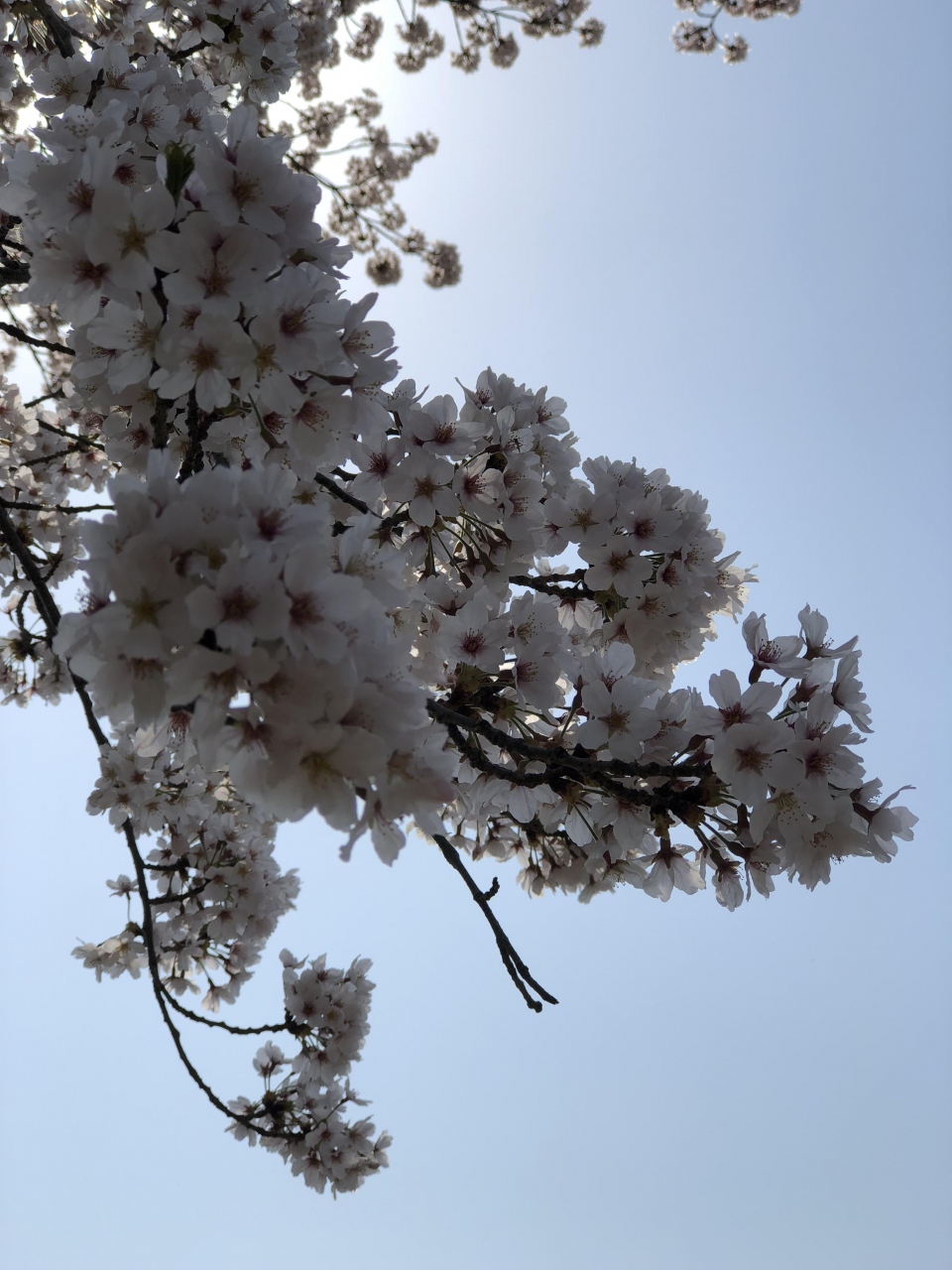 羽村堰の桜祭りに行ってきたよ 青梅 東京 の旅行記 ブログ By 有栖さん フォートラベル