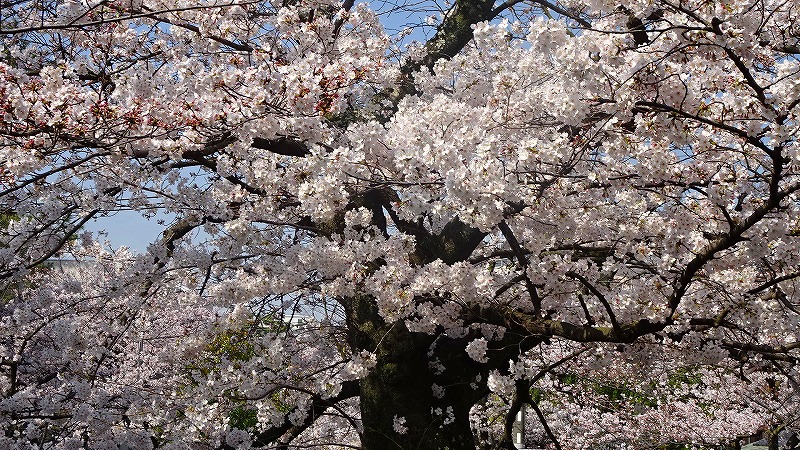 夙川公園へ満開の花見に出かけました 上巻 西宮 芦屋 兵庫県 の旅行記 ブログ By Hn11さん フォートラベル