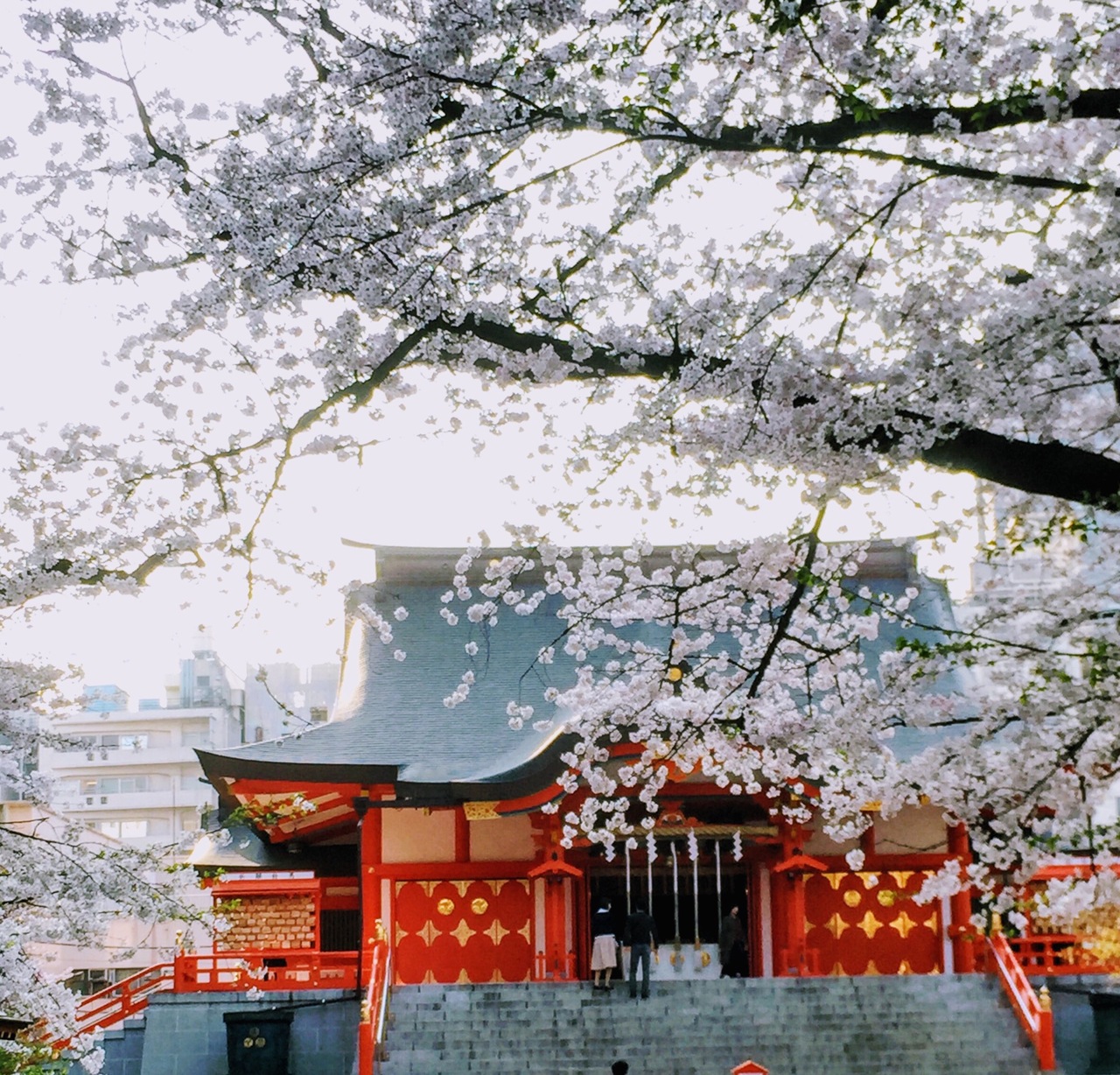 360度見渡す限りの桜の山 新宿界隈でお花見 新宿 東京 の旅行記 ブログ By モカさん フォートラベル