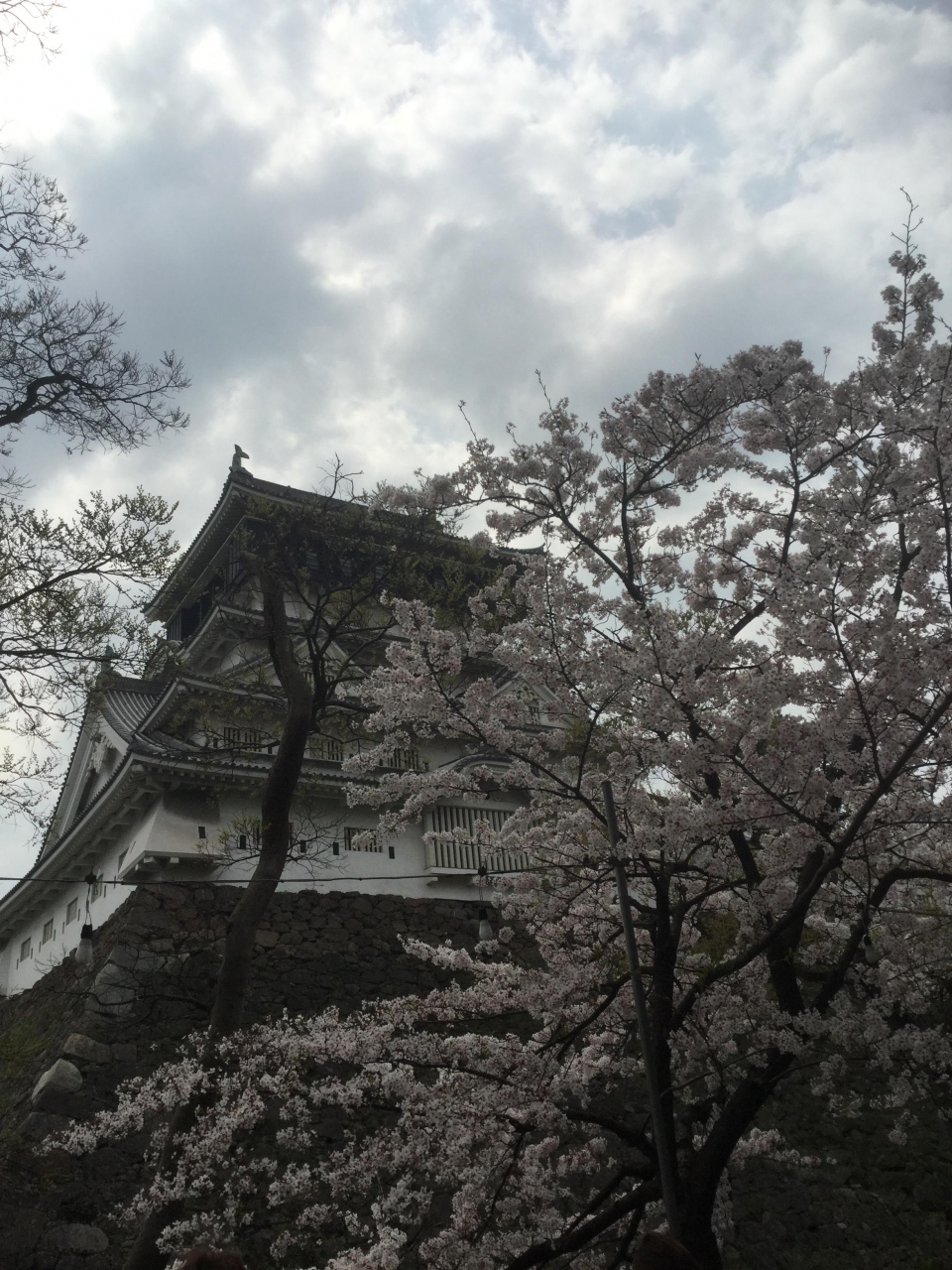 小倉城 桜まつり 皿倉山 日帰り一人旅 小倉 北九州市中心部 福岡県 の旅行記 ブログ By オキラクさん フォートラベル
