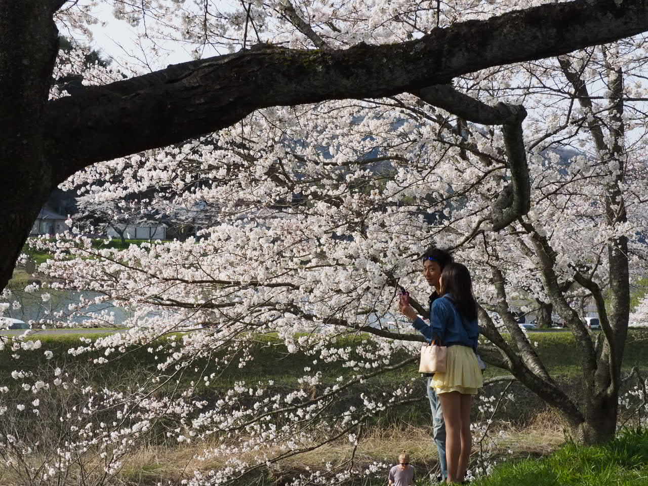全長4キロの桜並木で 木次 雲南 島根県 の旅行記 ブログ By Yoyomaさん フォートラベル