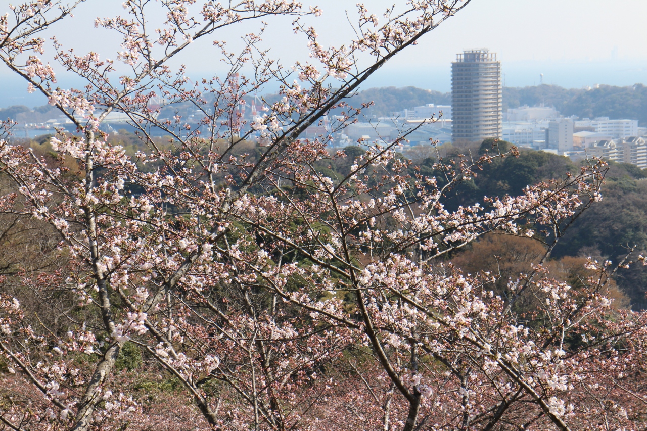 18桜散歩 横須賀編 3月25日 塚山公園とヴェルニー公園 咲き始めの桜 横須賀 神奈川県 の旅行記 ブログ By Fly Jinさん フォートラベル