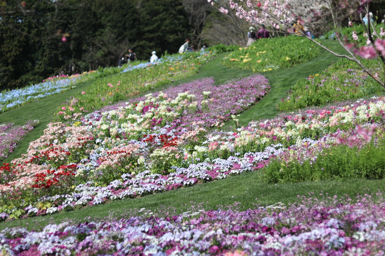 里山ガーデンにお花見 ピクニック 港北 長津田 青葉 神奈川県 の旅行記 ブログ By 香さん フォートラベル