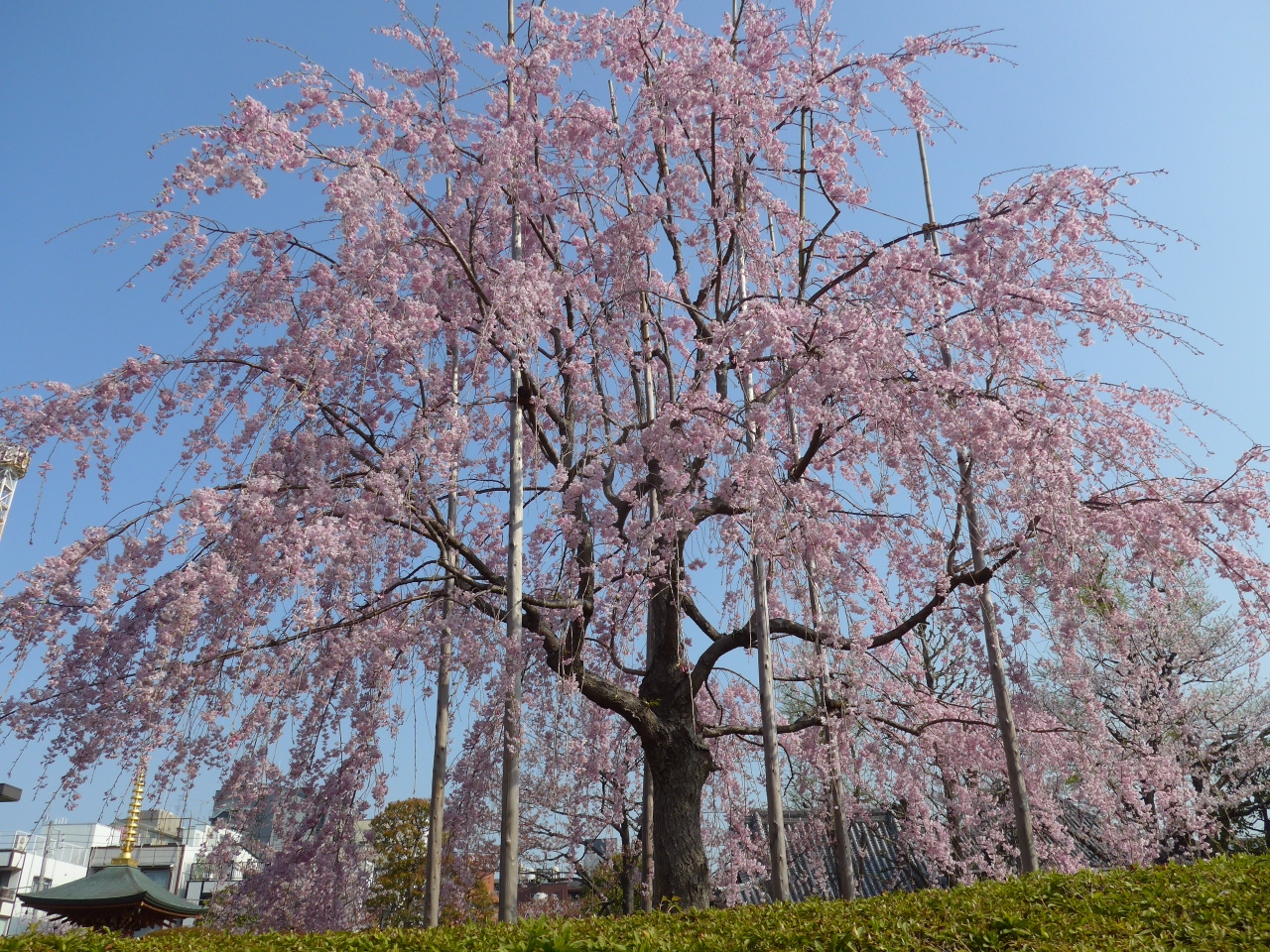 桜が散る前に弾丸日帰り花見ツアーin東京 Part2は枝垂桜満開の浅草寺で花見 O O 浅草 東京 の旅行記 ブログ By Sakuraさん フォートラベル