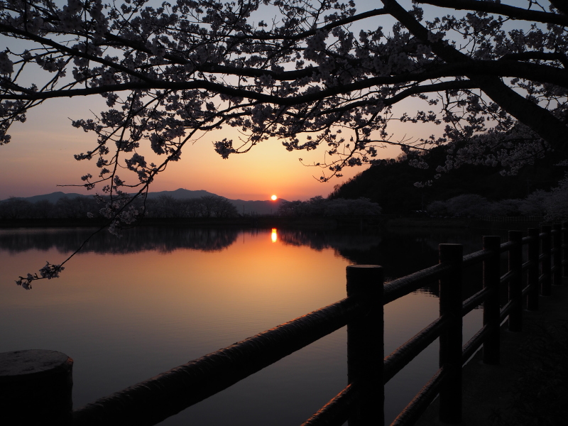 18年3月 立岡 たちおか 自然公園へ花見に行ってきました 夜桜観賞 宇土 三角 熊本県 の旅行記 ブログ By Umiさん フォートラベル