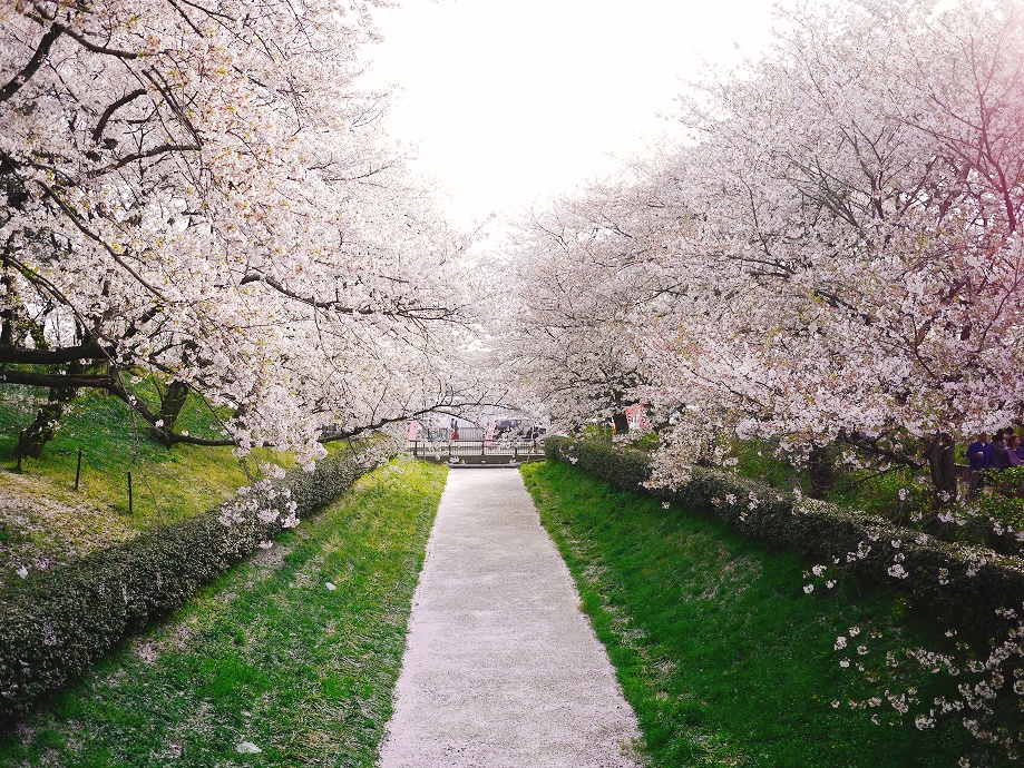 桜18 満開の桜を見に行く 権現堂桜堤 幸手 久喜 栗橋 埼玉県 の旅行記 ブログ By Moeさん フォートラベル