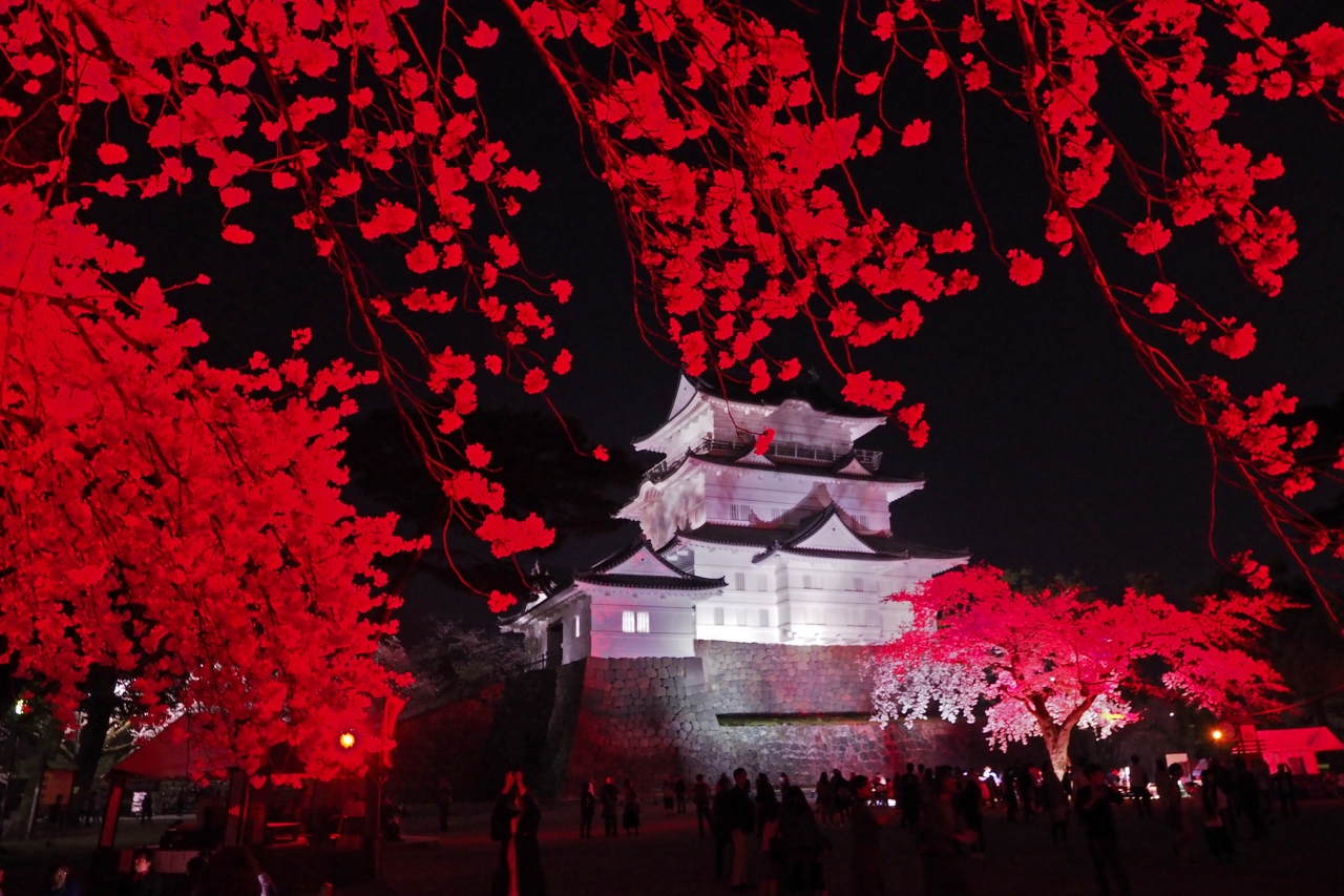 桜花爛漫 小田原城夜桜ライトアップ 小田原 神奈川県 の旅行記 ブログ By Momotaさん フォートラベル