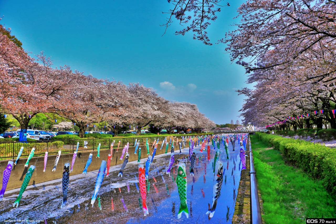 4月と5月の名物を同時に 館林 群馬県 の旅行記 ブログ By Saku0901rin0814さん フォートラベル 4月と5月の名物を同時に 館林 群馬県 の旅行記 ブログ By Saku0901rin0814さん フォートラベル