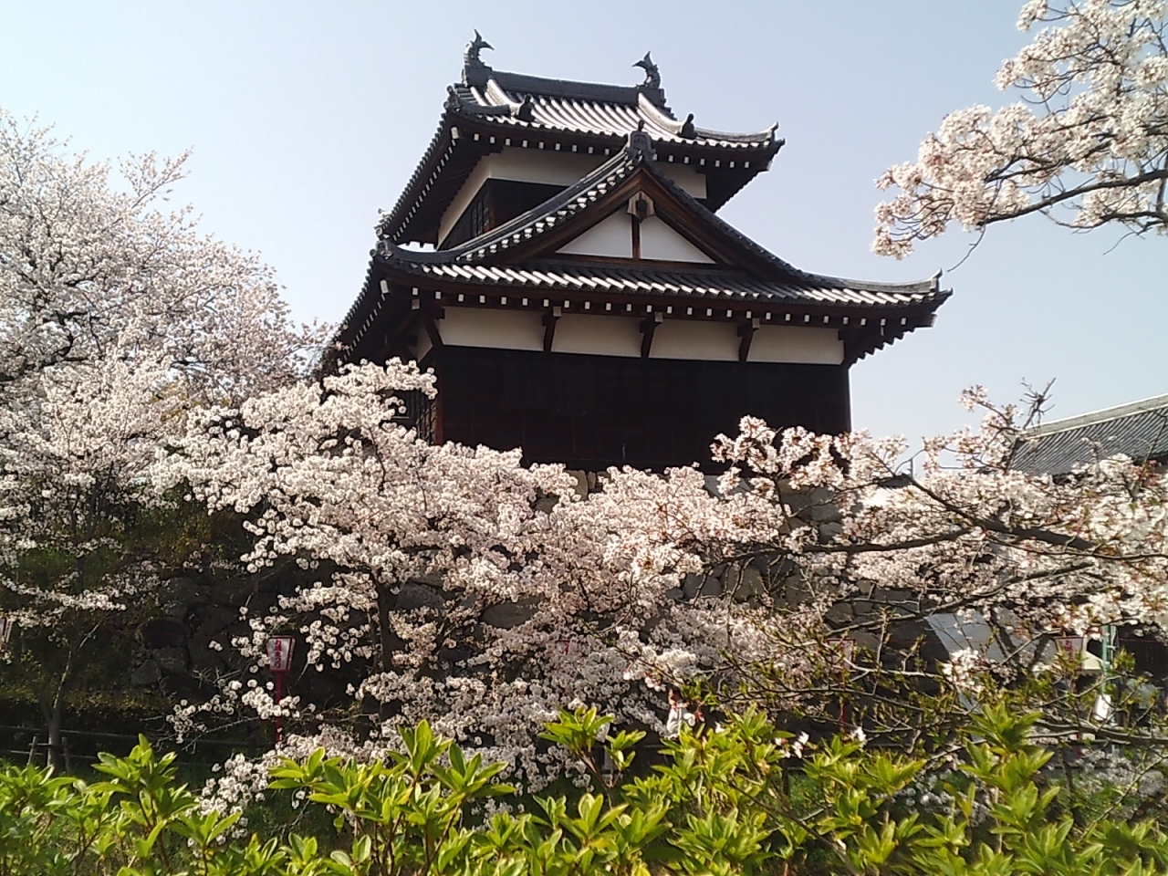 奈良桜たより 郡山城 18 大和郡山 田原本 奈良県 の旅行記 ブログ By K Sさん フォートラベル 奈良桜たより 郡山城 18 大和郡山 田原本 奈良県 の旅行記 ブログ By K Sさん フォートラベル