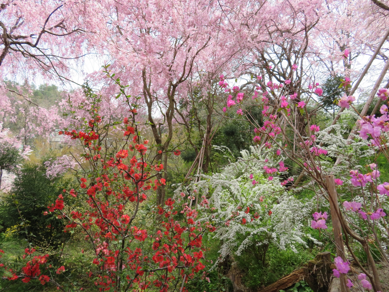 花の楽園 京都 原谷苑 今出川 北大路 北野 京都 の旅行記 ブログ By だいこくさん フォートラベル