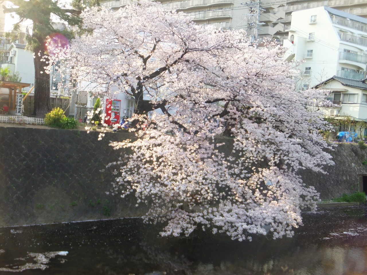 三都さくら物語 西宮 芦屋 兵庫県 の旅行記 ブログ By Miyatanさん フォートラベル 三都さくら物語 西宮 芦屋 兵庫県 の旅行記 ブログ By Miyatanさん フォートラベル