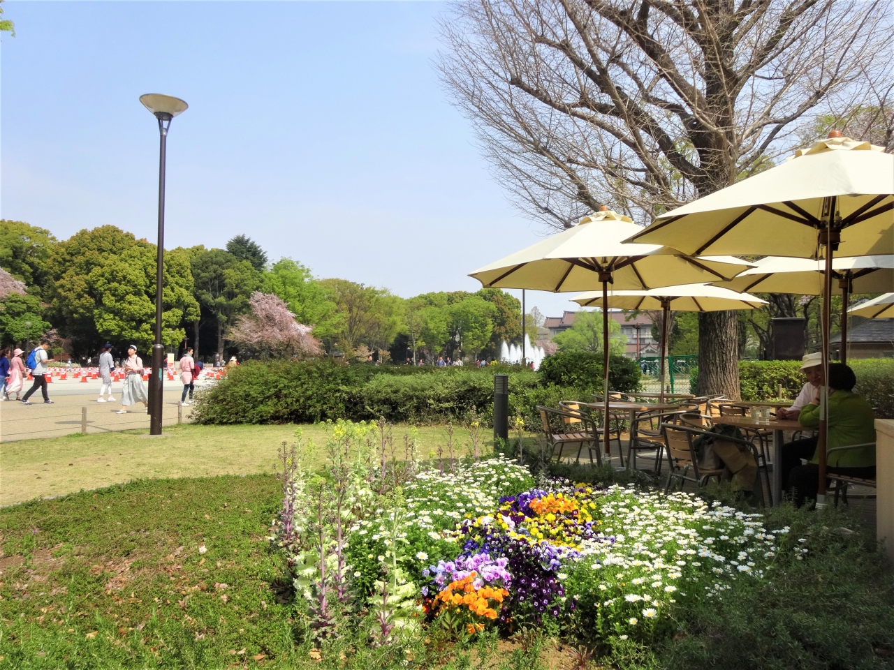 女子会ランチ 上野でお花見 上野 御徒町 東京 の旅行記 ブログ By Sisyphusさん フォートラベル