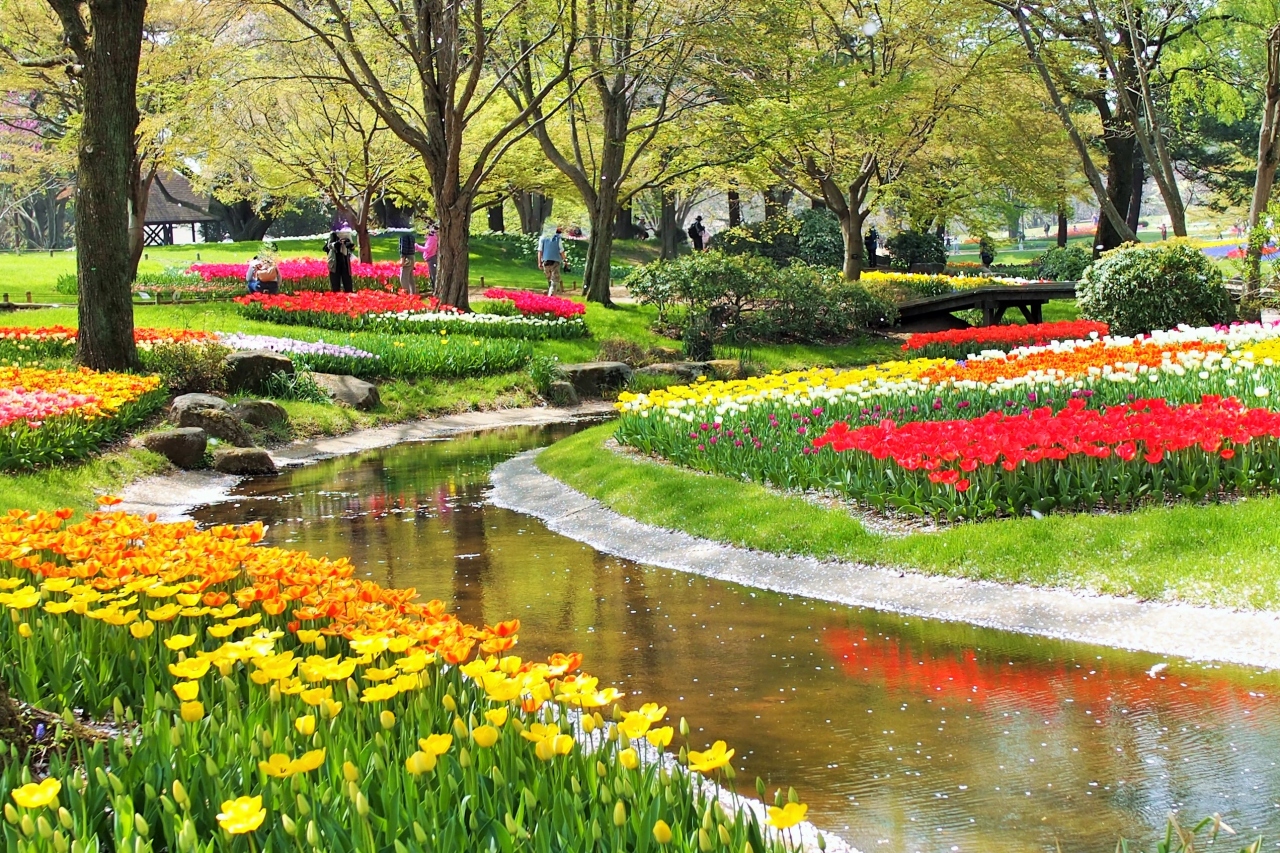 春の国営昭和記念公園 18年4月4日 チューリップ ガーデンは見頃でした 立川 東京 の旅行記 ブログ By あんこう鍋さん フォートラベル